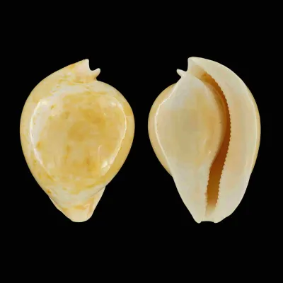 Umbilia Armeniaca
