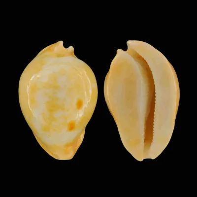 Umbilia Armeniaca