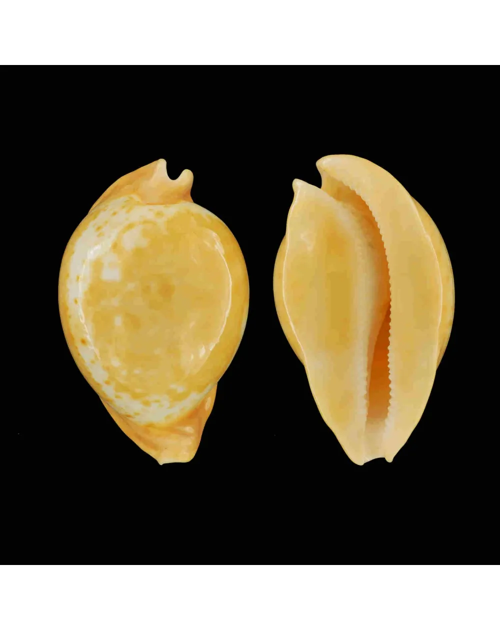 Umbilia Armeniaca