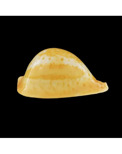Umbilia Armeniaca