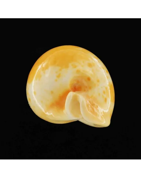 Umbilia Armeniaca