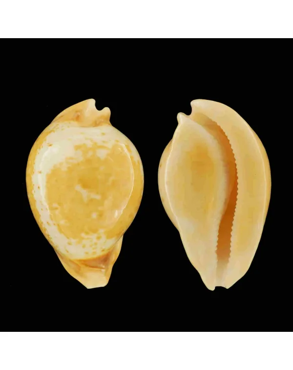 Umbilia Armeniaca