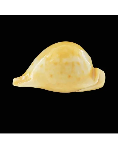 Umbilia Armeniaca