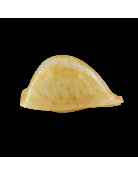 Umbilia Armeniaca