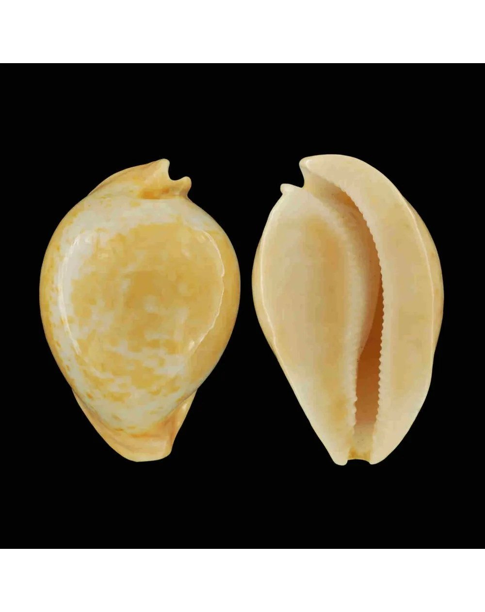 Umbilia Armeniaca