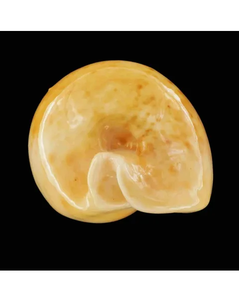 Umbilia Armeniaca