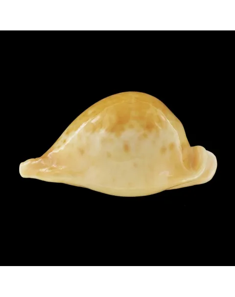 Umbilia Armeniaca