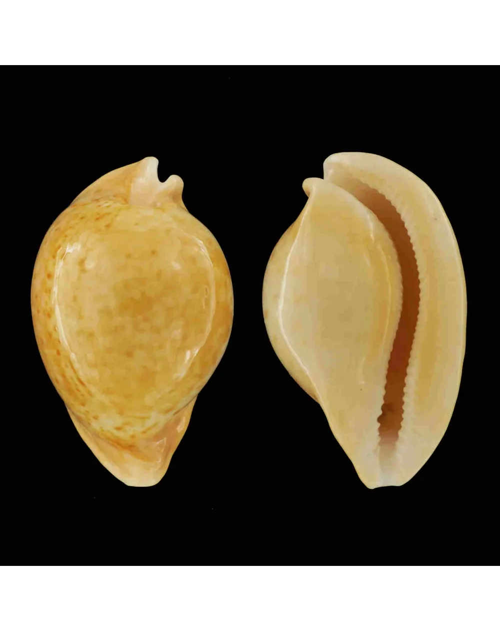 Umbilia Armeniaca