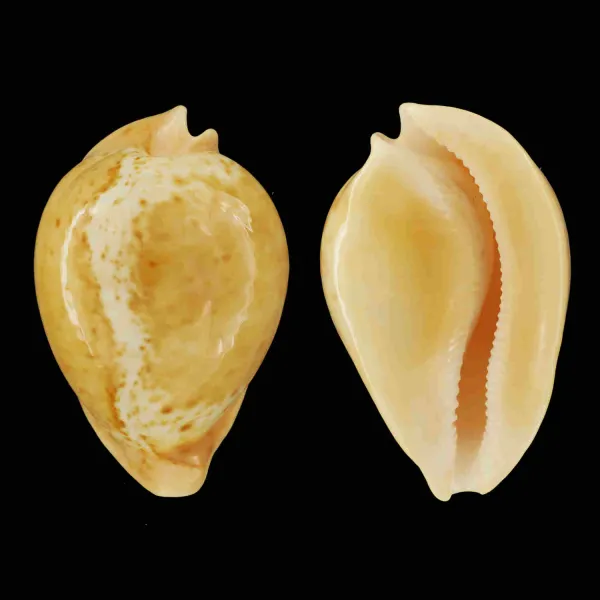 Umbilia Armeniaca