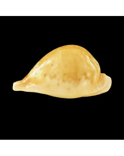 Umbilia Armeniaca