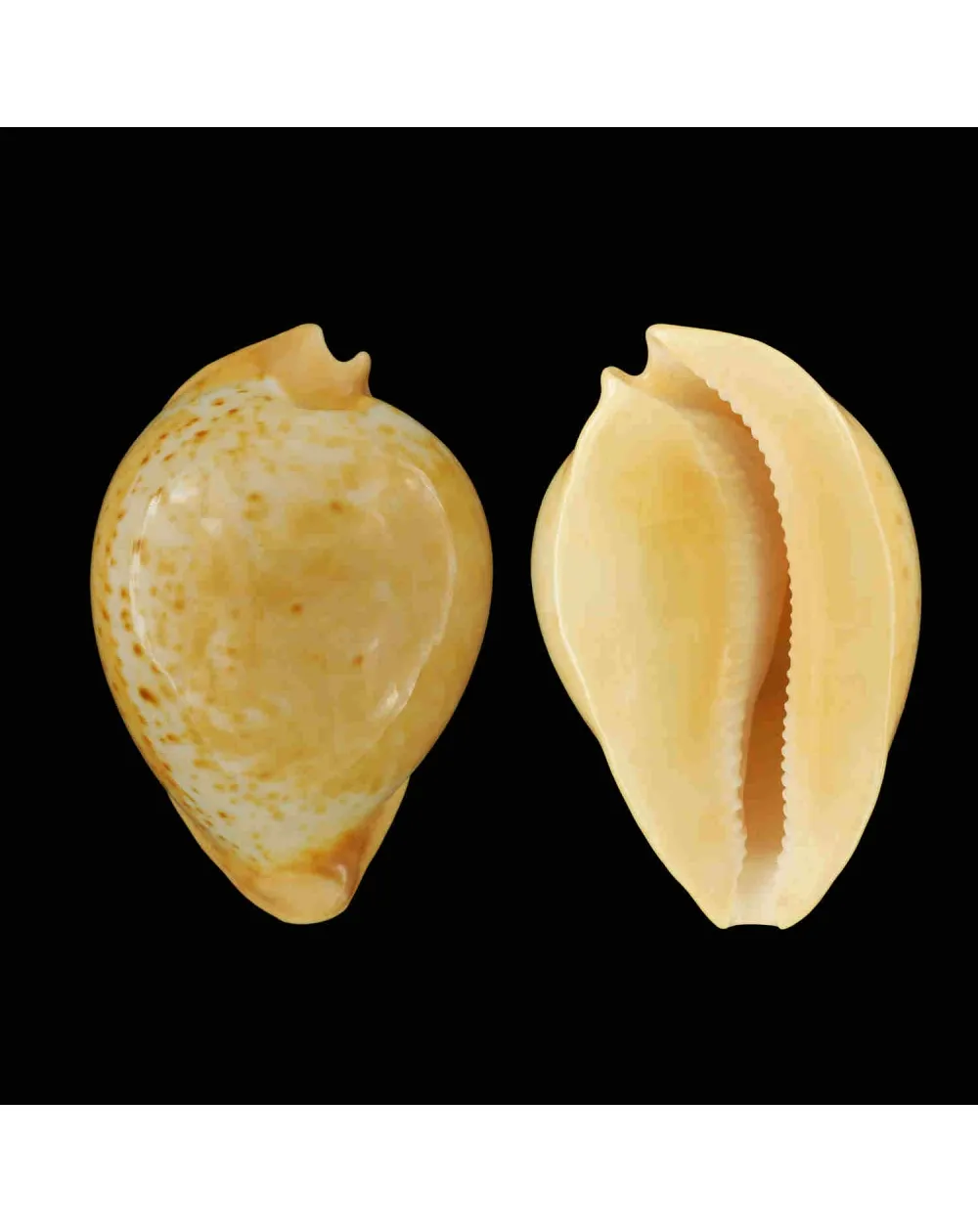 Umbilia Armeniaca