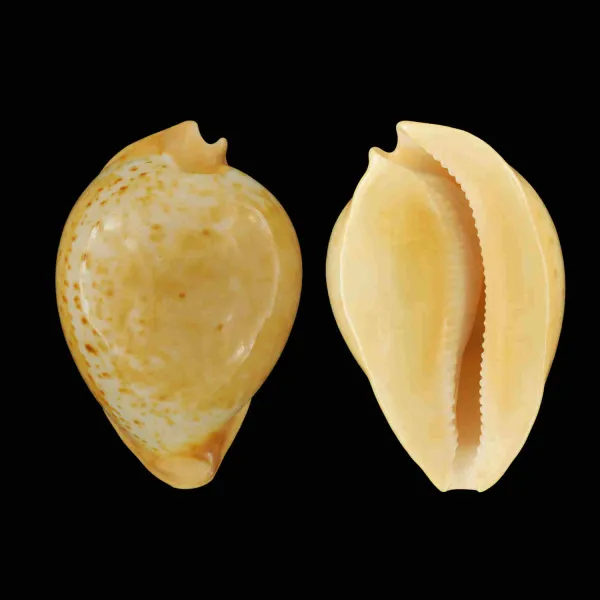 Umbilia Armeniaca