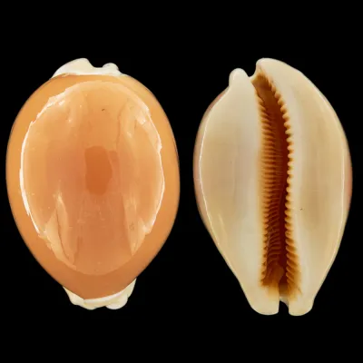Cypraea Aurantium