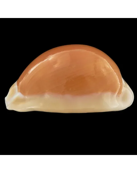 Cypraea Aurantium