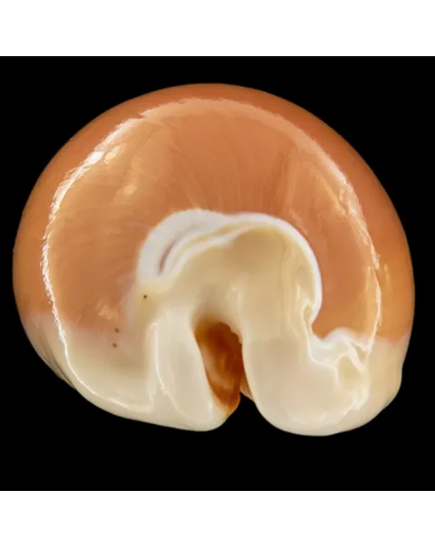 Cypraea Aurantium