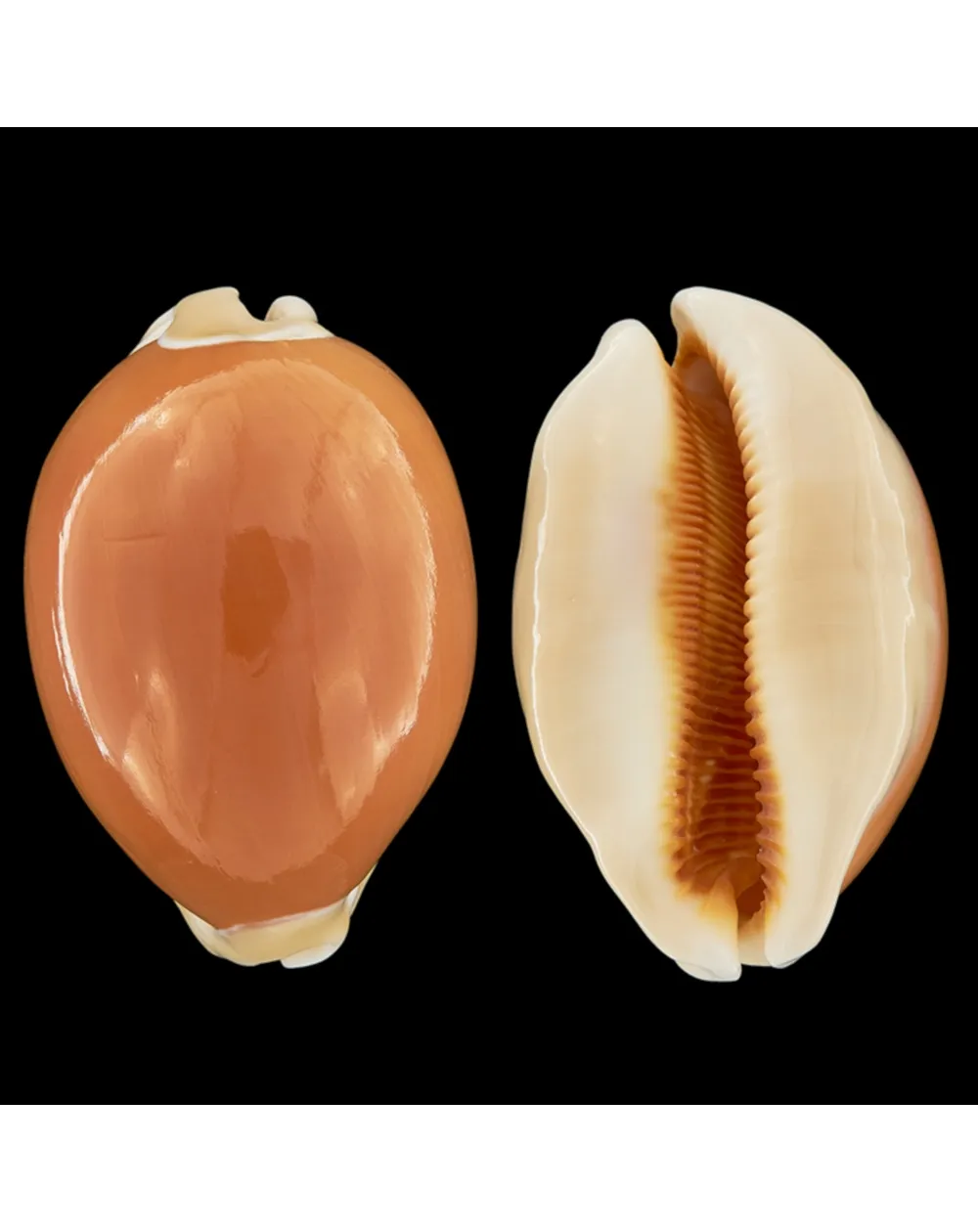 Cypraea Aurantium