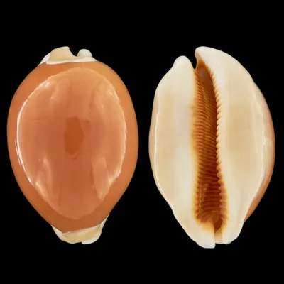 Cypraea Aurantium