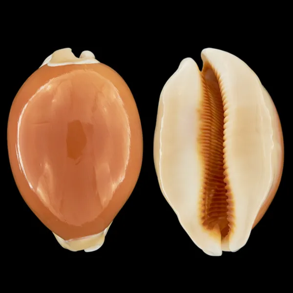 Cypraea Aurantium