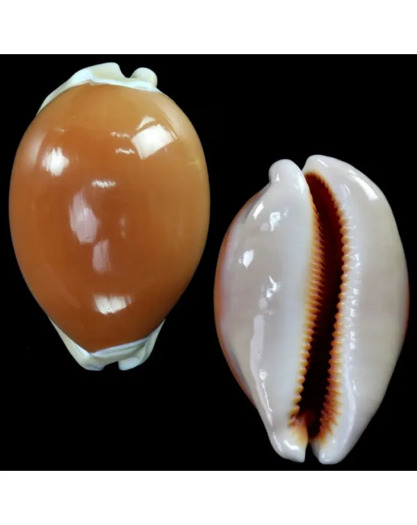 Cypraea Aurantium