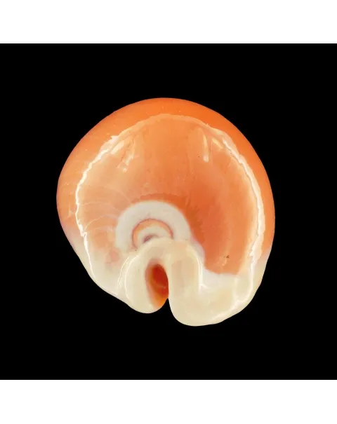 Cypraea Aurantium