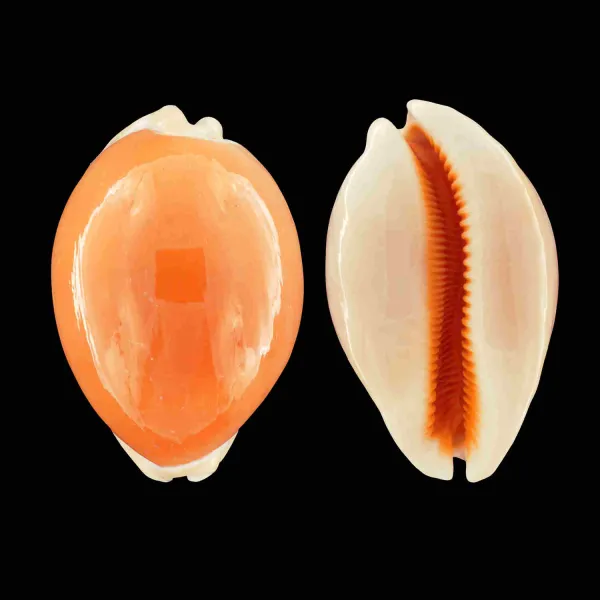 Cypraea Aurantium