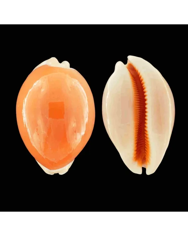 Cypraea Aurantium
