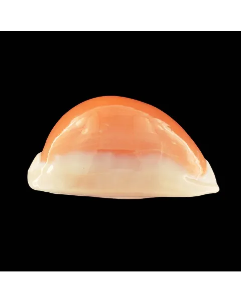 Cypraea Aurantium