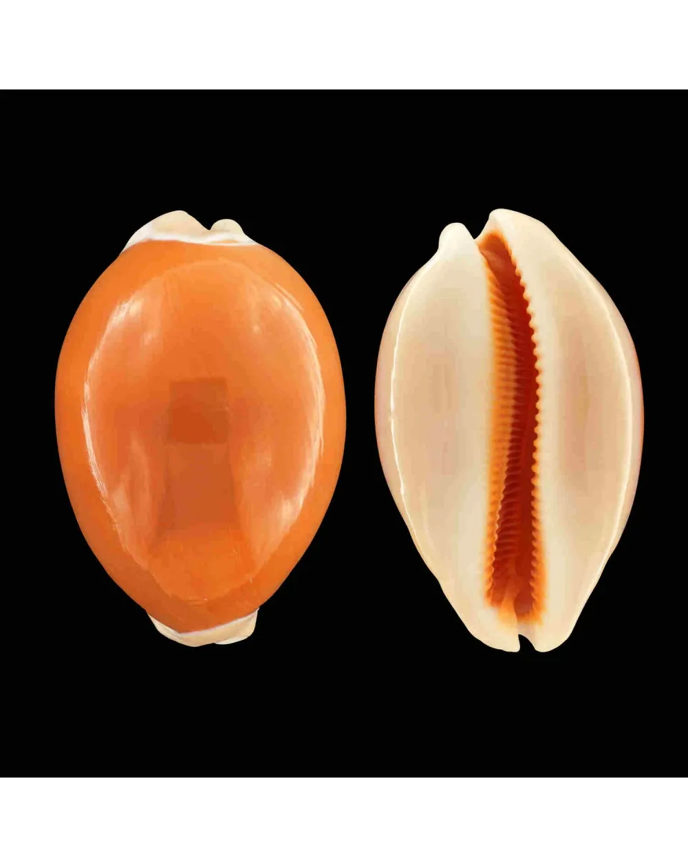 Cypraea Aurantium
