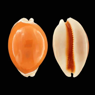 Cypraea Aurantium