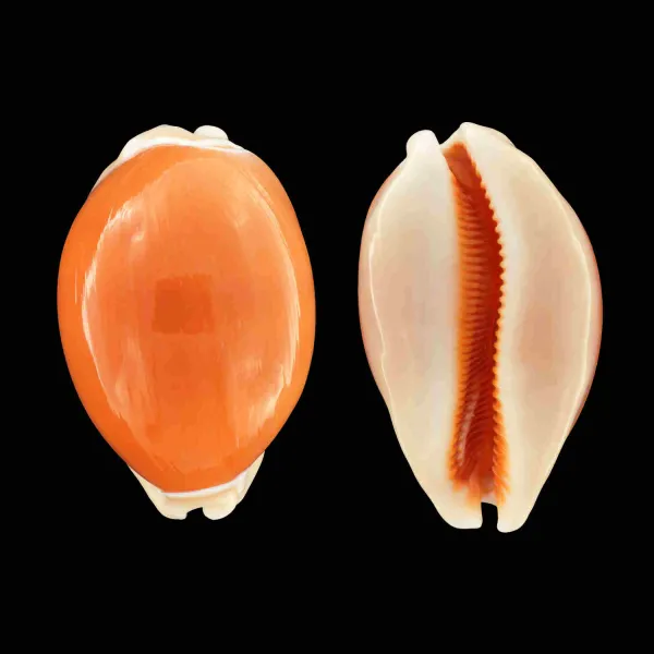 Cypraea Aurantium