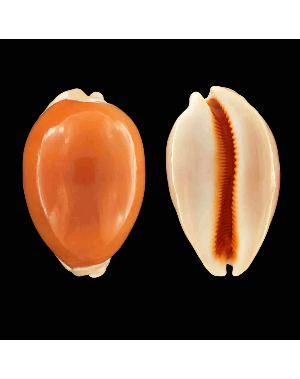 Cypraea Aurantium