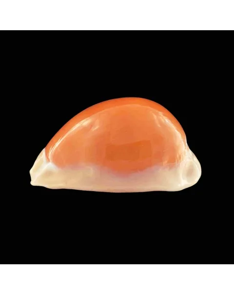 Cypraea Aurantium