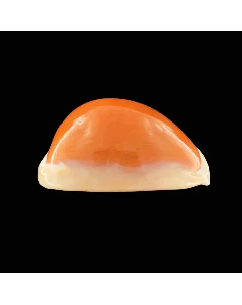 Cypraea Aurantium