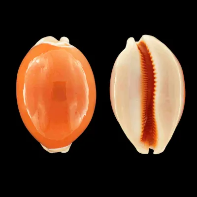 Cypraea Aurantium