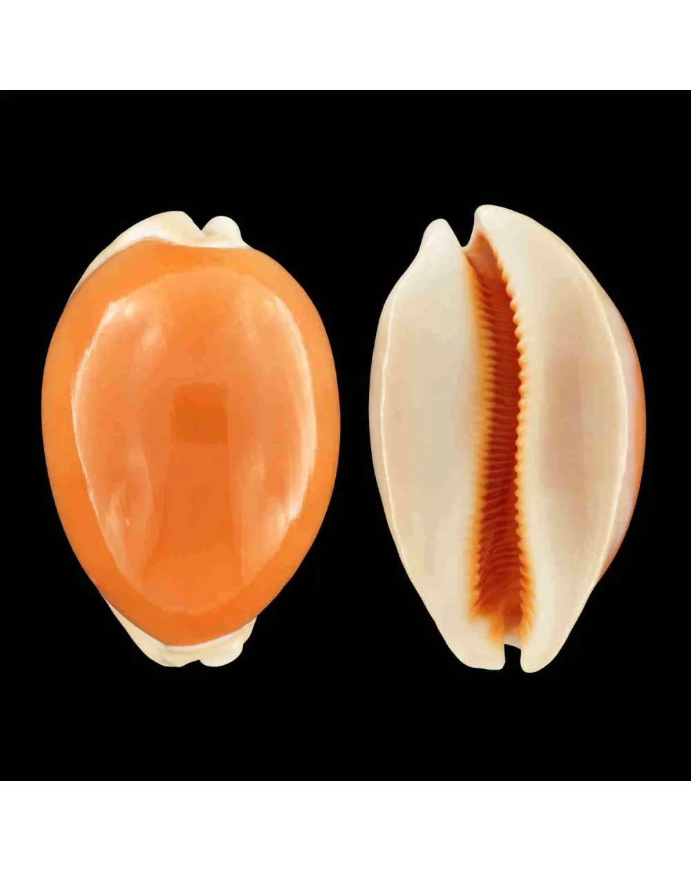 Cypraea Aurantium