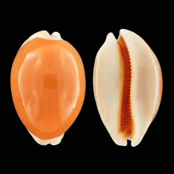 Cypraea Aurantium