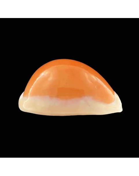 Cypraea Aurantium