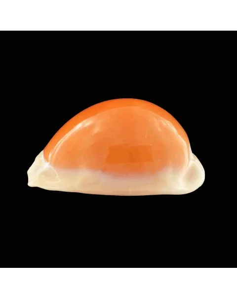 Cypraea Aurantium