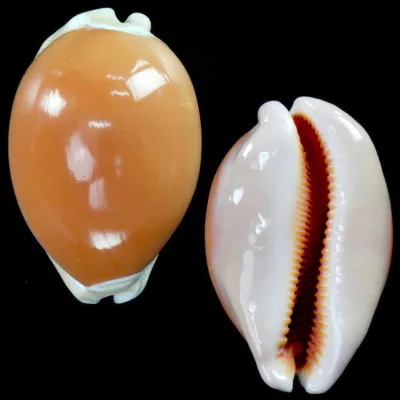 Cypraea Aurantium