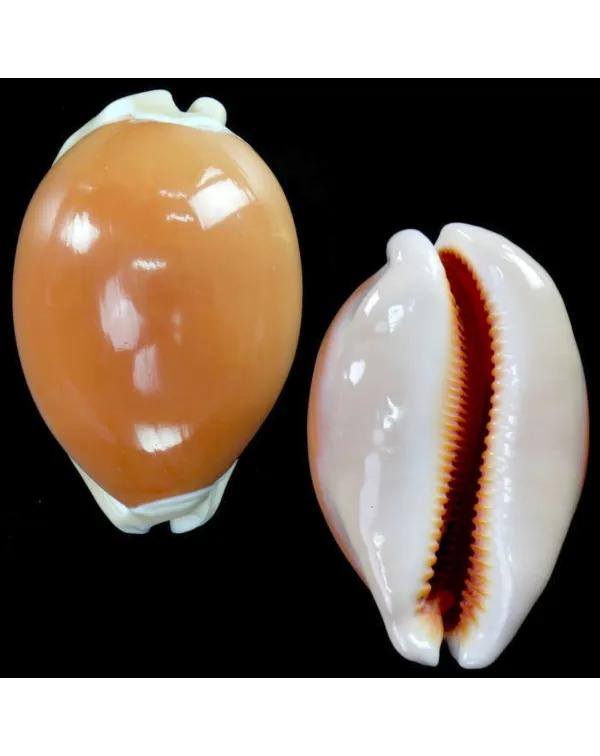 Cypraea Aurantium