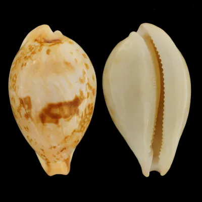 Austrasiatica Hirasei