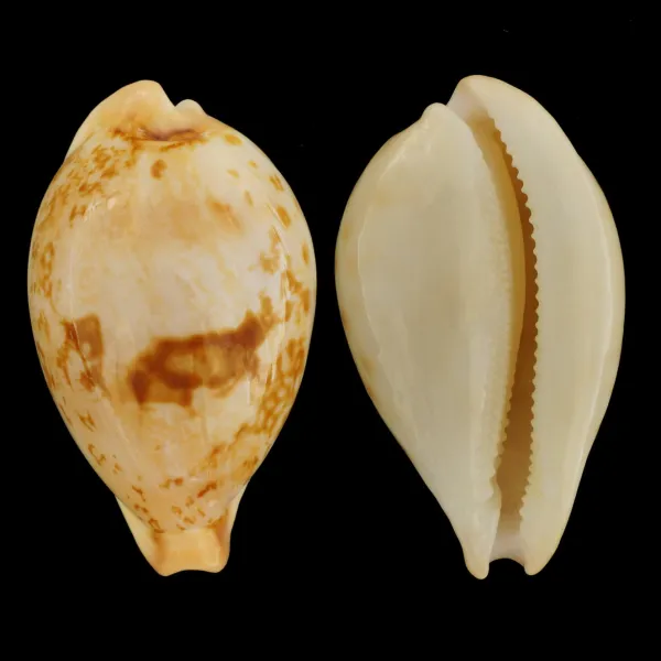 Austrasiatica Hirasei