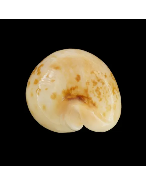 Austrasiatica Hirasei