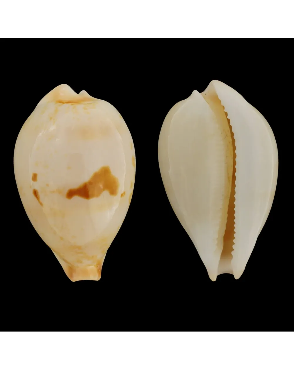 Austrasiatica Hirasei