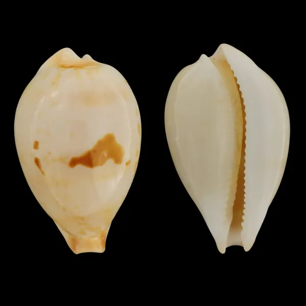 Austrasiatica Hirasei