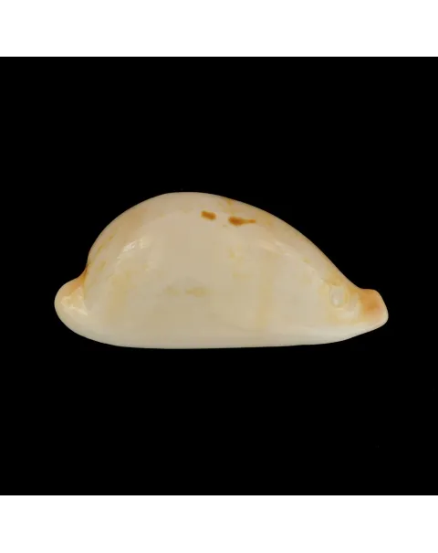 Austrasiatica Hirasei