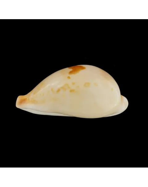 Austrasiatica Hirasei