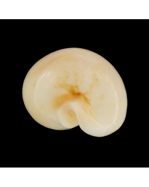 Austrasiatica Hirasei