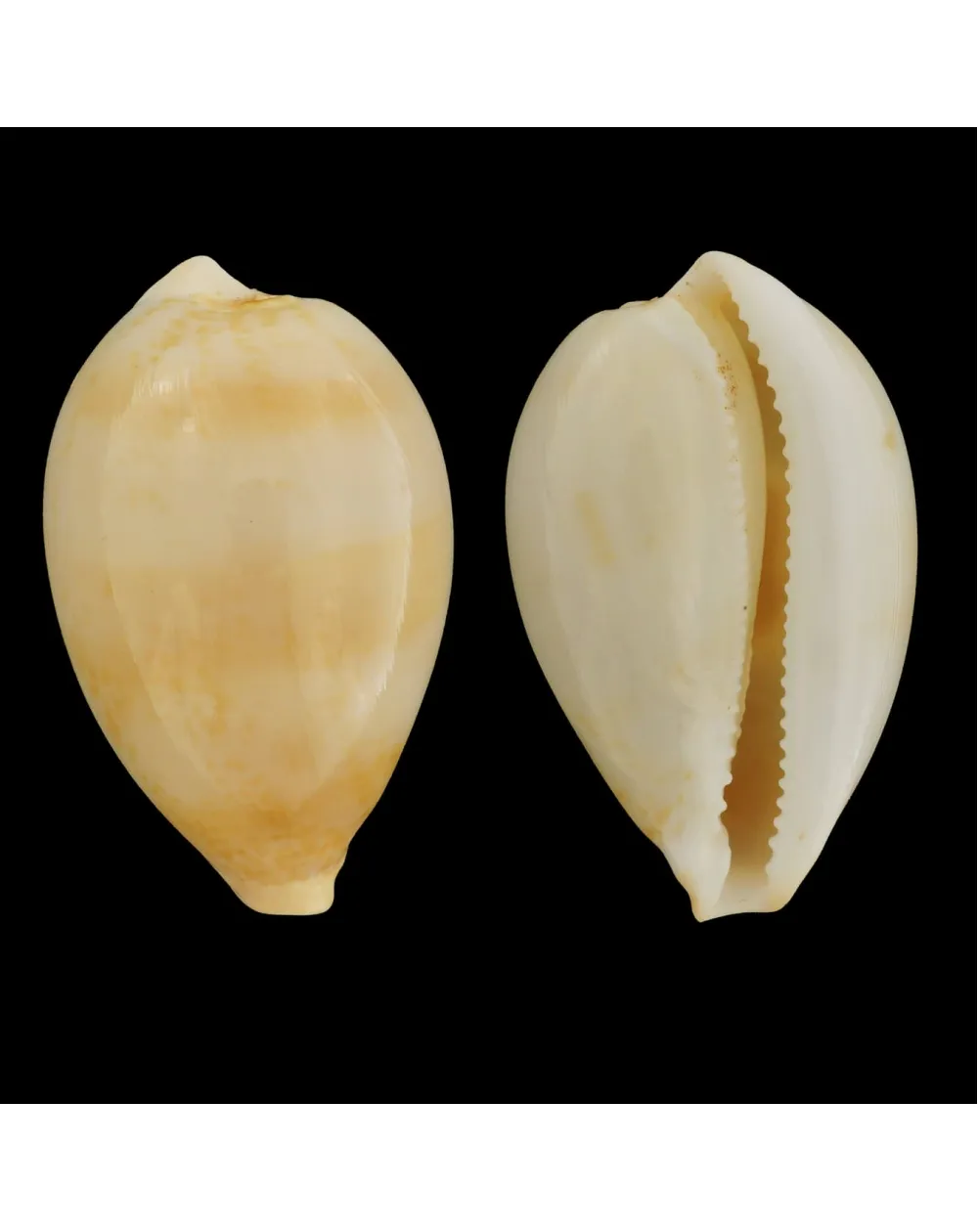 Austrasiatica Hirasei