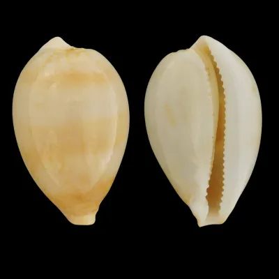 Austrasiatica Hirasei